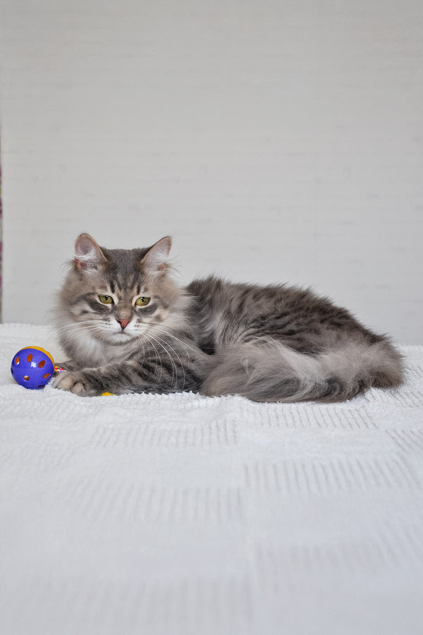 Harli | Siberian Kitten
