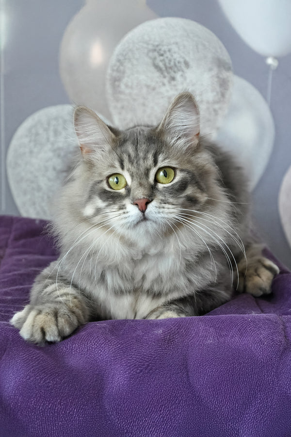 Harli | Siberian Kitten