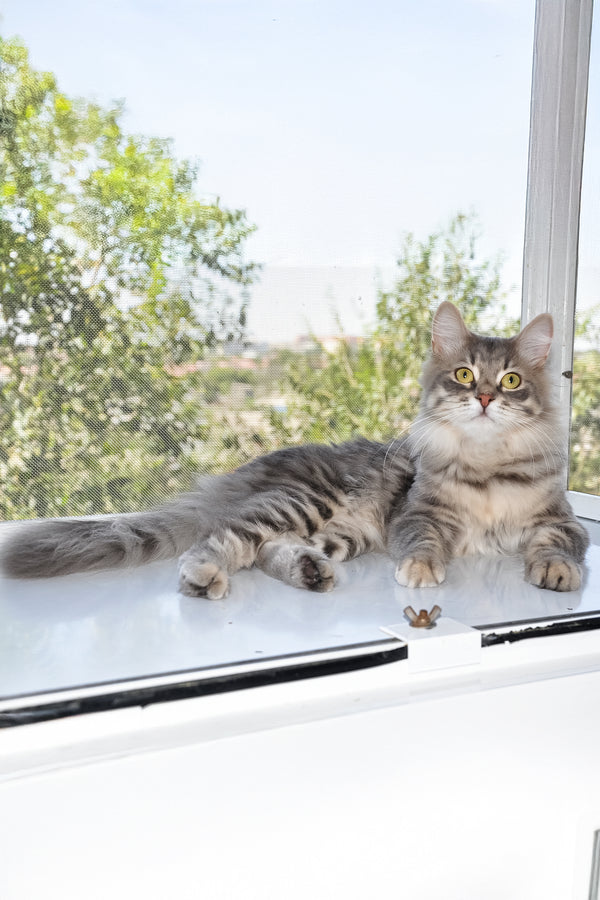 Harli | Siberian Kitten