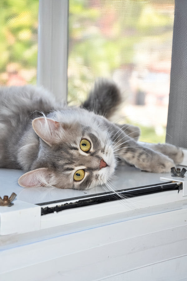 Harli | Siberian Kitten