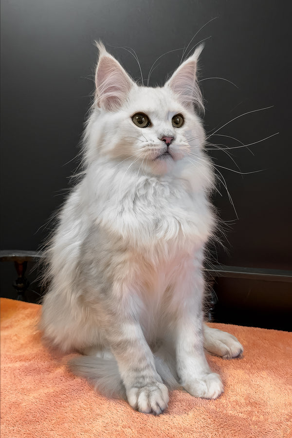 Harmony | Maine Coon Kitten