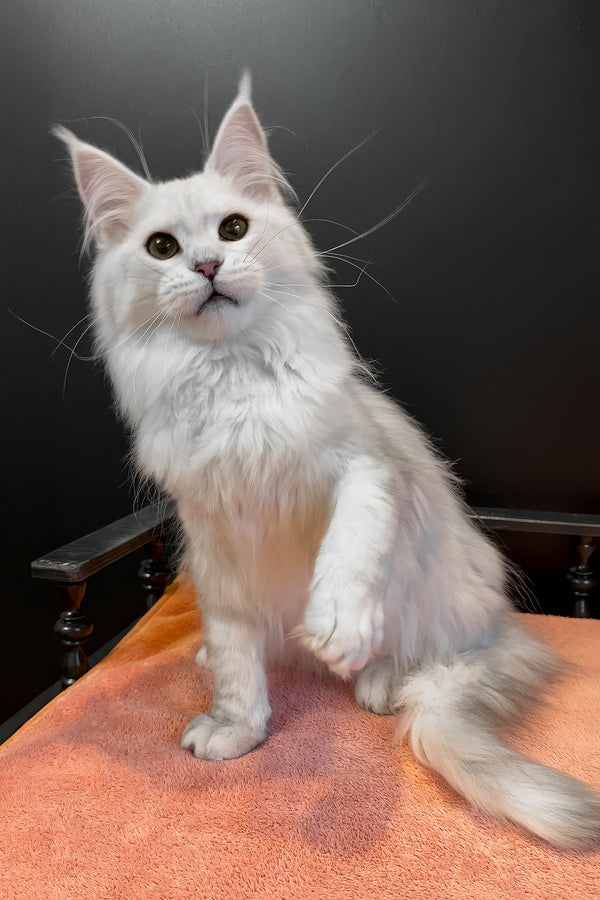 Harmony | Maine Coon Kitten
