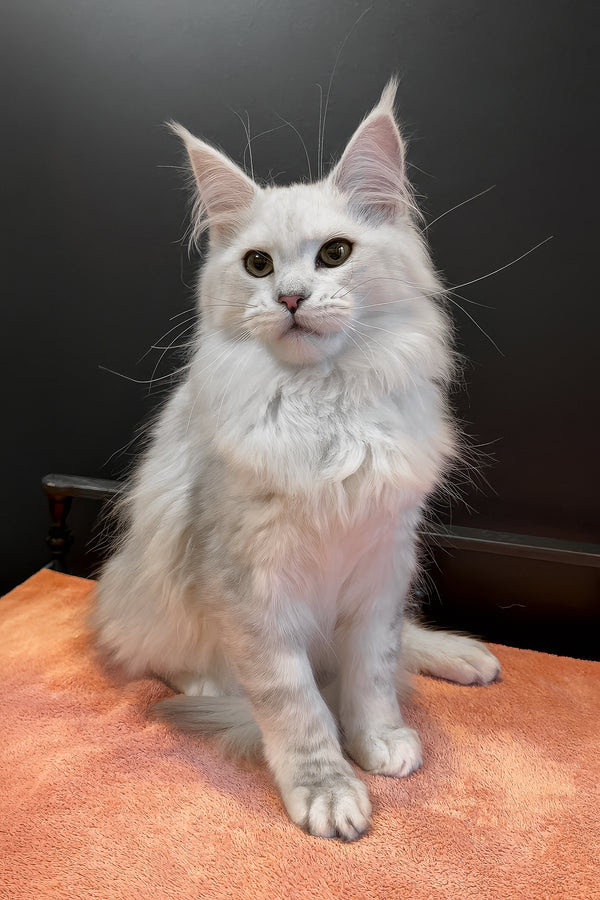 Harmony | Maine Coon Kitten