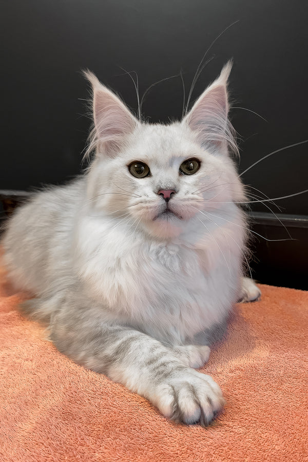 Harmony | Maine Coon Kitten