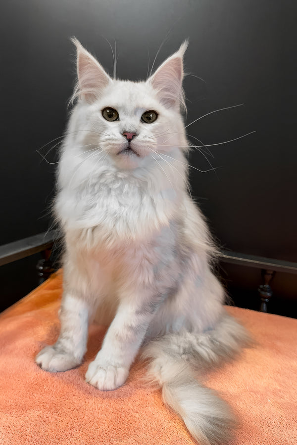 Harmony | Maine Coon Kitten