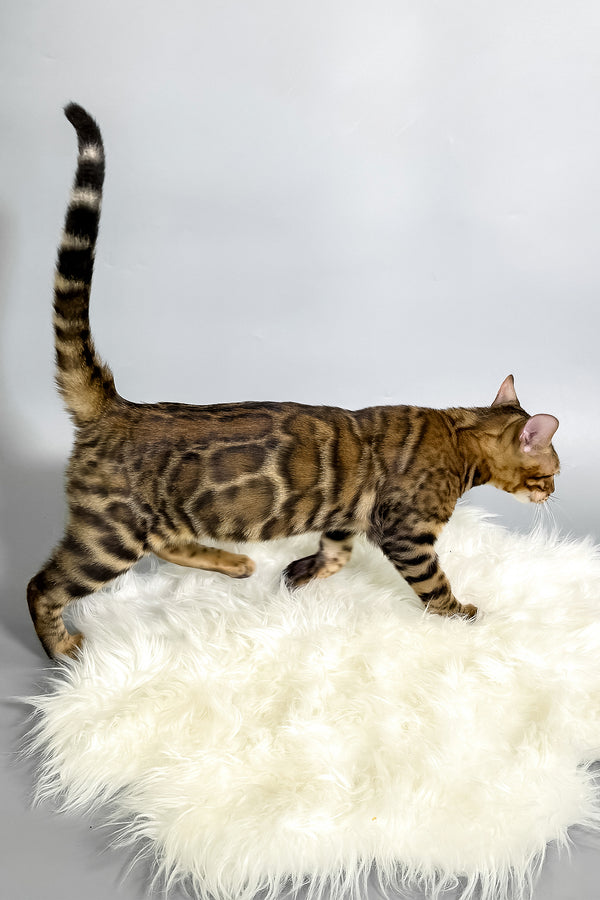 Harry | Bengal Kitten