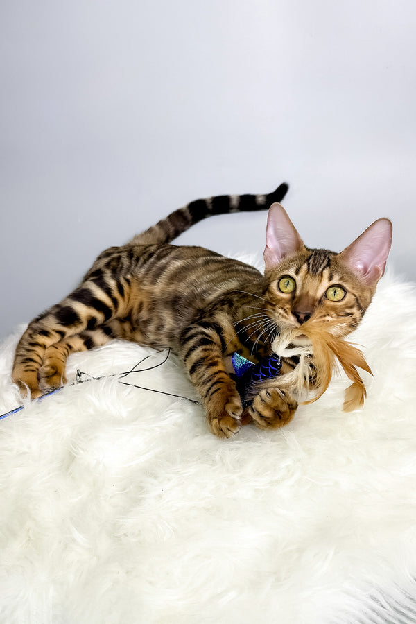 Harry | Bengal Kitten