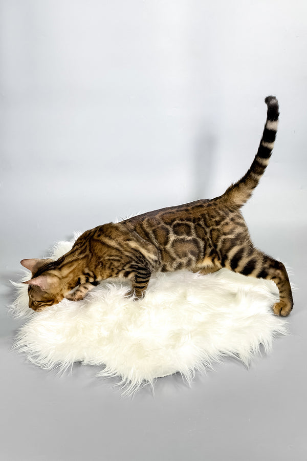 Harry | Bengal Kitten