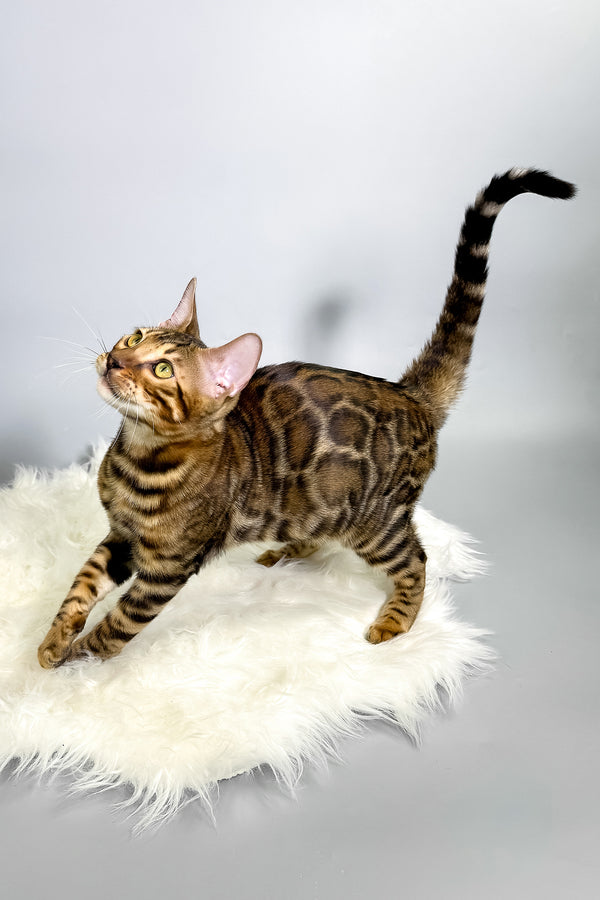 Harry | Bengal Kitten