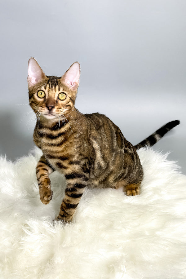 Harry | Bengal Kitten