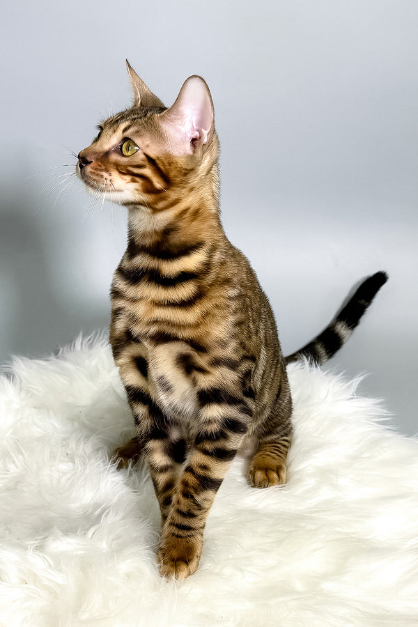 Harry | Bengal Kitten