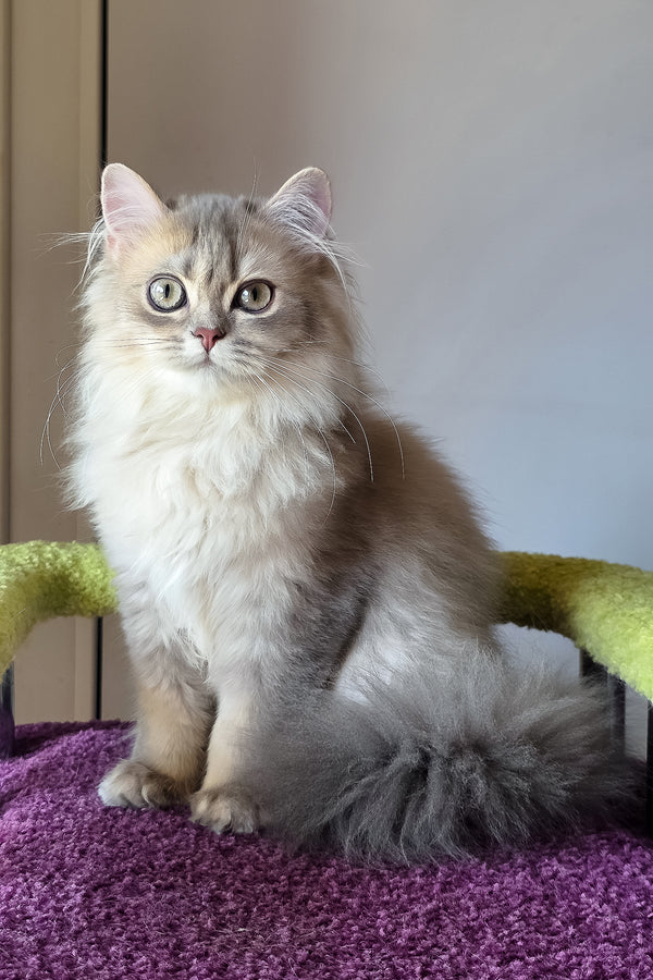 Harry | British Longhair Kitten