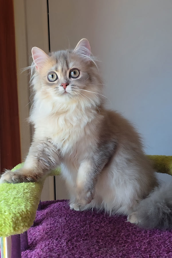 Harry | British Longhair Kitten