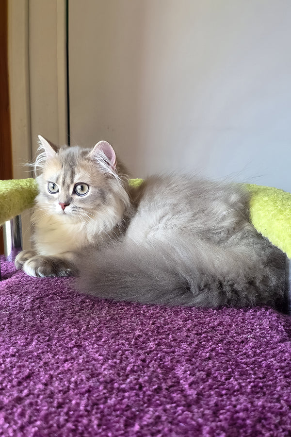 Harry | British Longhair Kitten