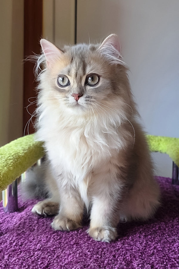 Harry | British Longhair Kitten
