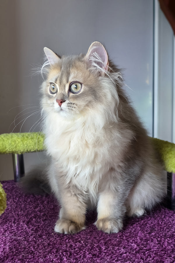 Harry | British Longhair Kitten