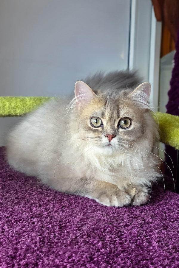 Harry | British Longhair Kitten