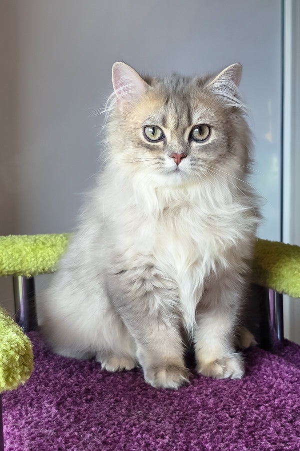 Harry | British Longhair Kitten