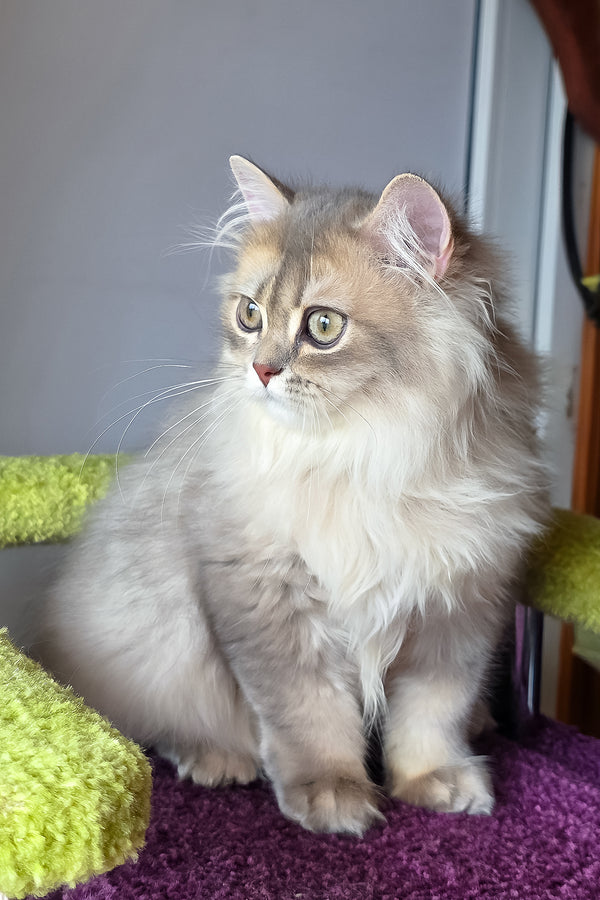 Harry | British Longhair Kitten