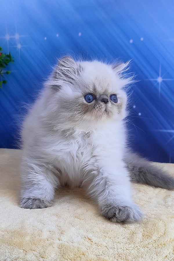 Harry | Persian Kitten