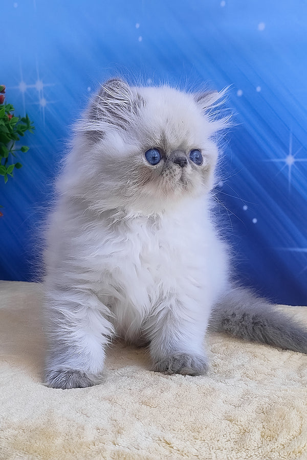 Harry | Persian Kitten