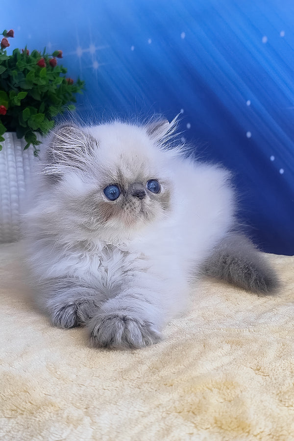 Harry | Persian Kitten