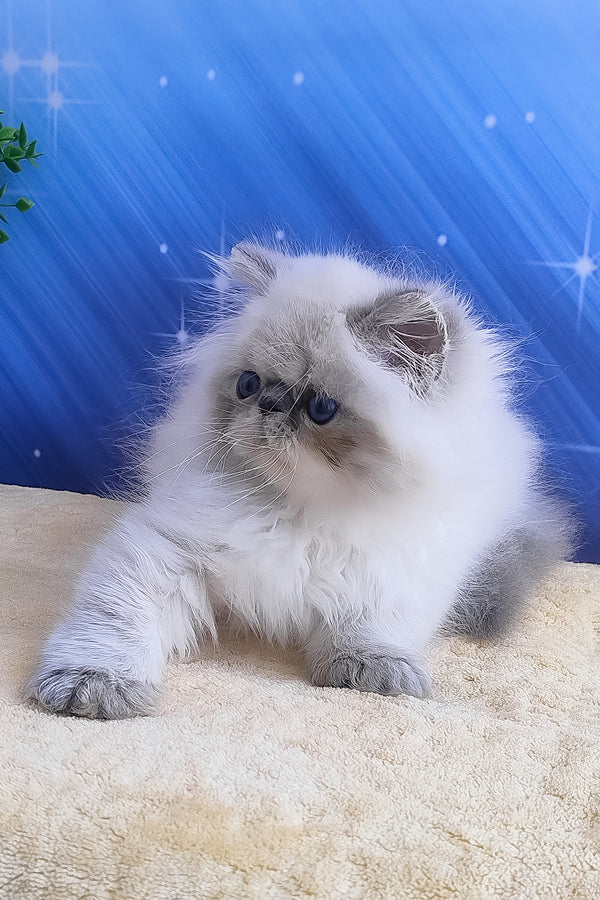 Harry | Persian Kitten