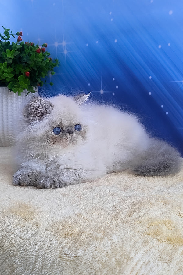 Harry | Persian Kitten