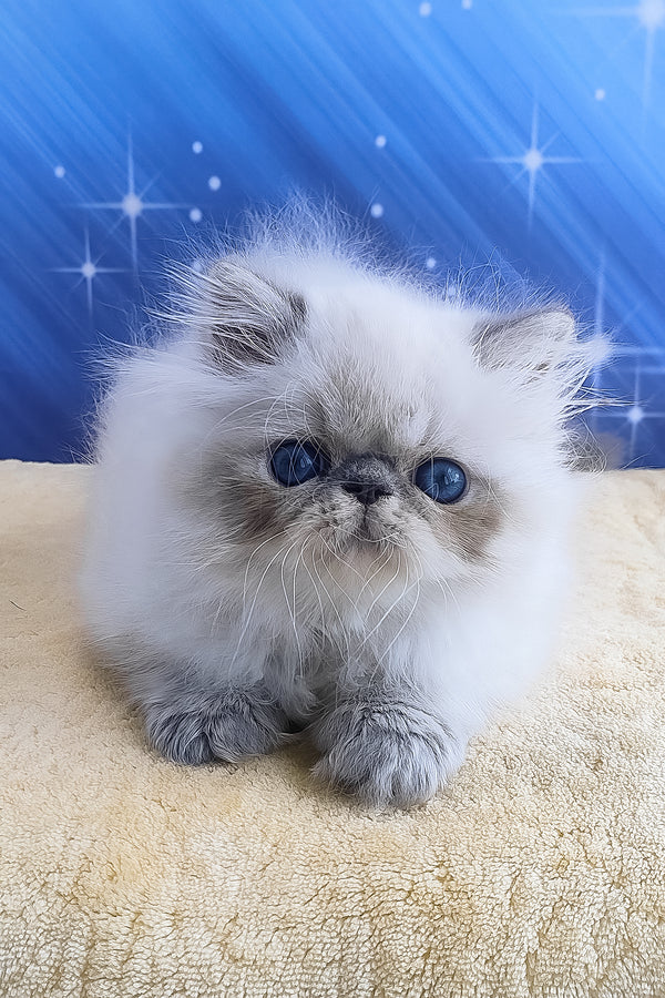 Harry | Persian Kitten