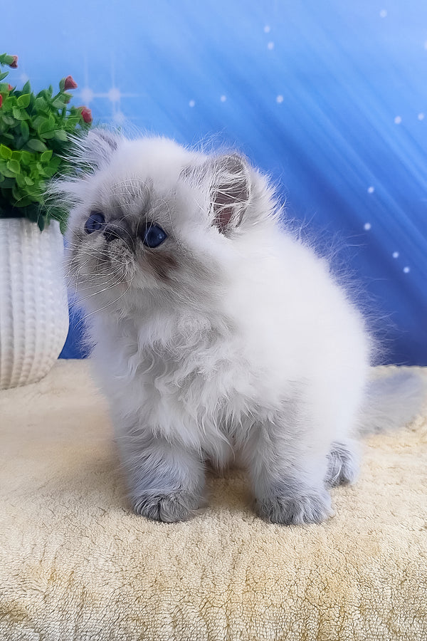Harry | Persian Kitten