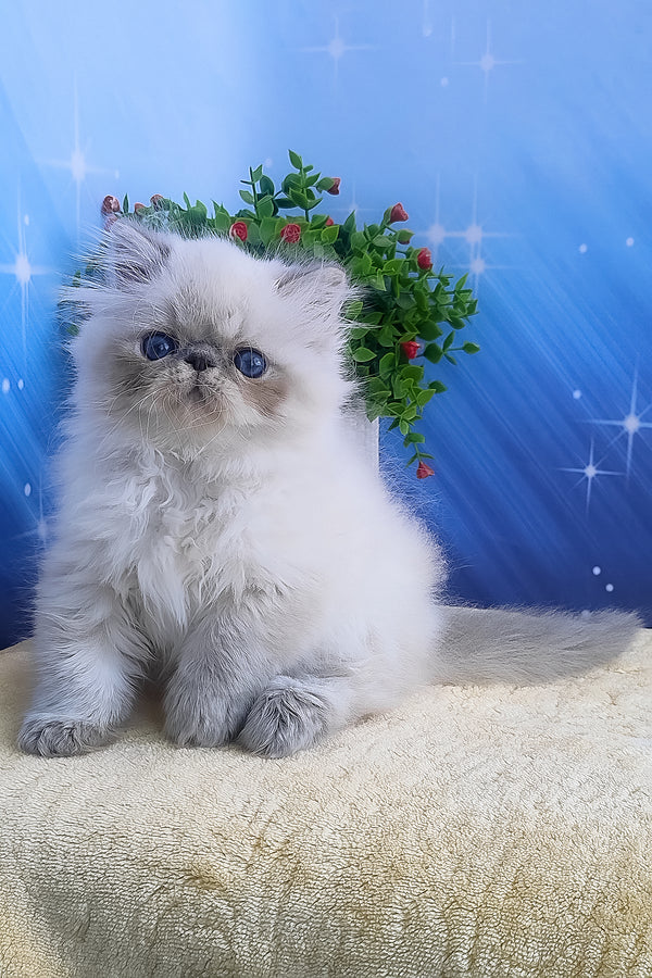 Harry | Persian Kitten