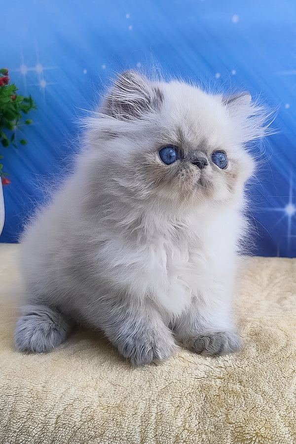 Harry | Persian Kitten
