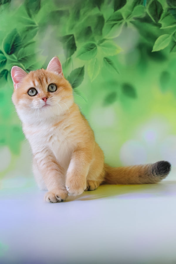 Hasan | British Shorthair Kitten