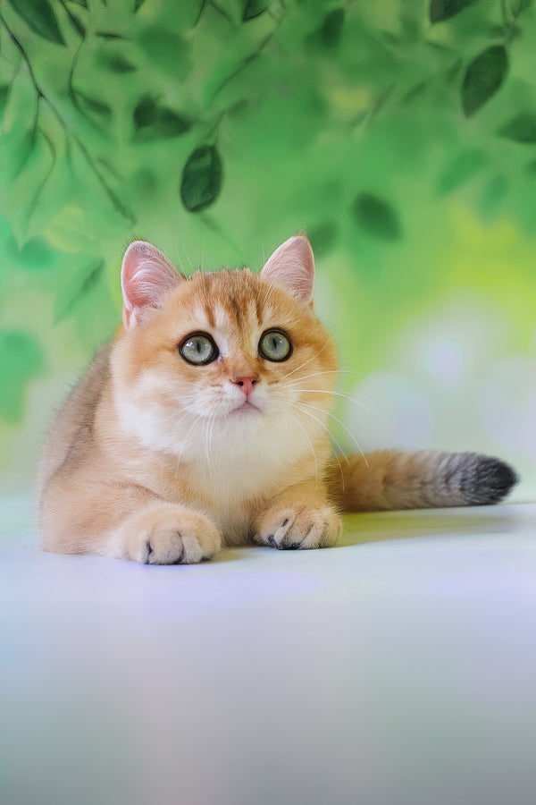 Hasan | British Shorthair Kitten