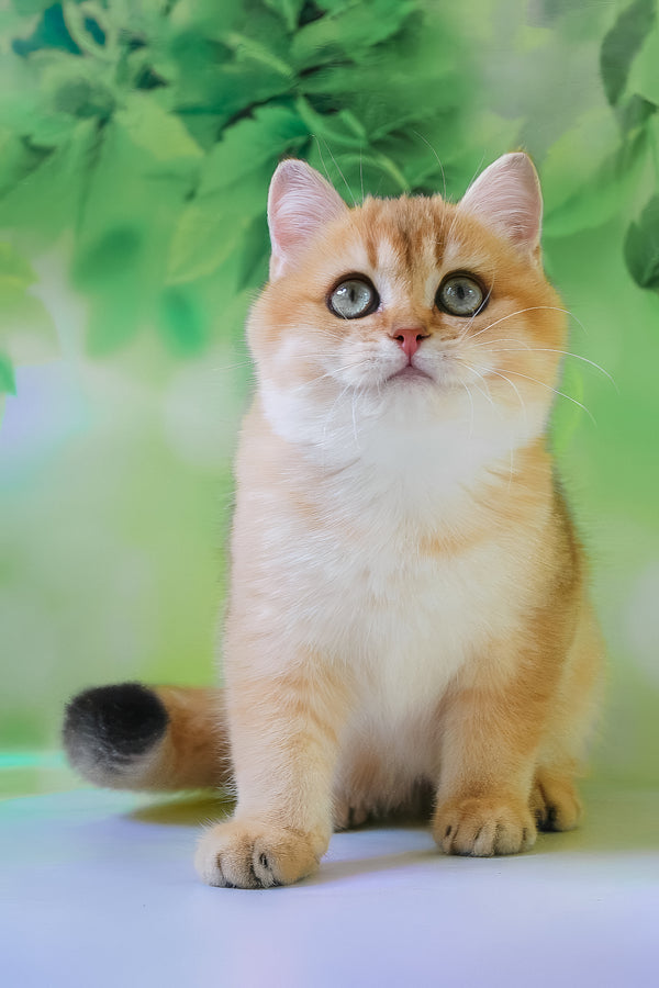 Hasan | British Shorthair Kitten