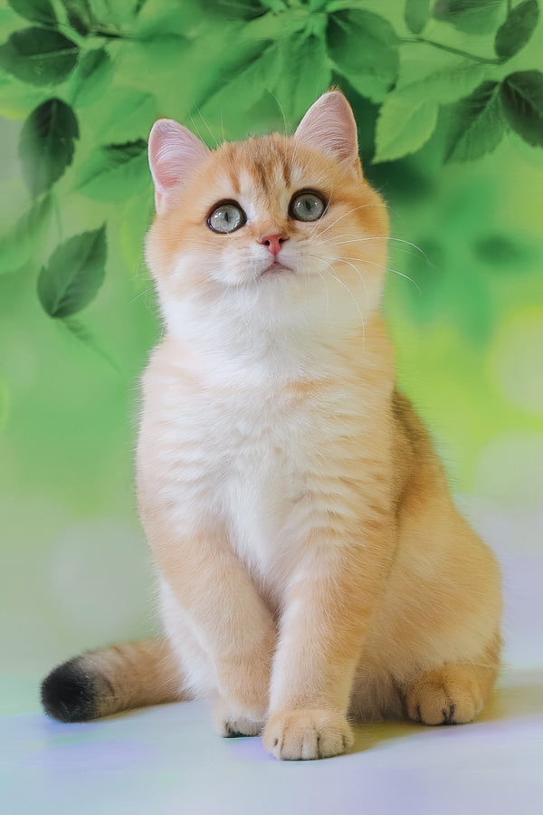 Hasan | British Shorthair Kitten