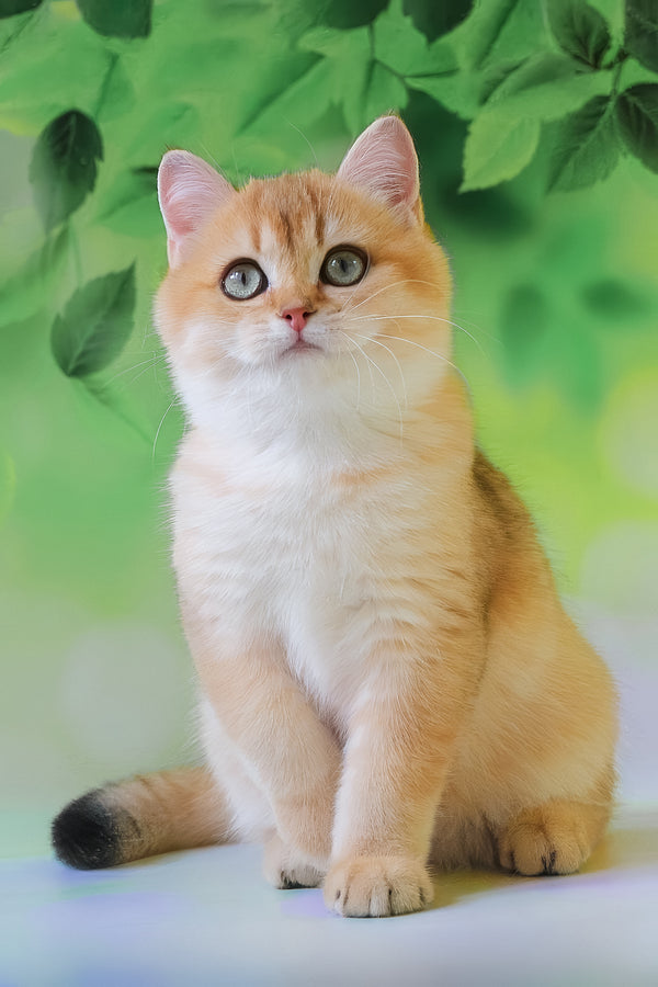 Hasan | British Shorthair Kitten