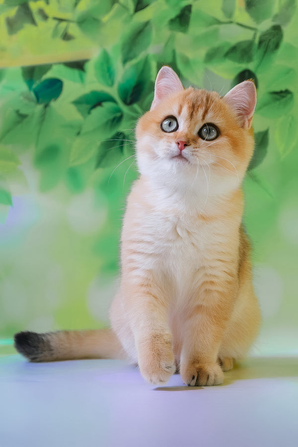Hasan | British Shorthair Kitten