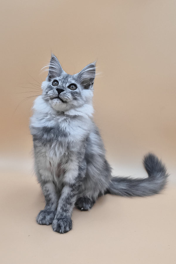 Hassana | Maine Coon Kitten