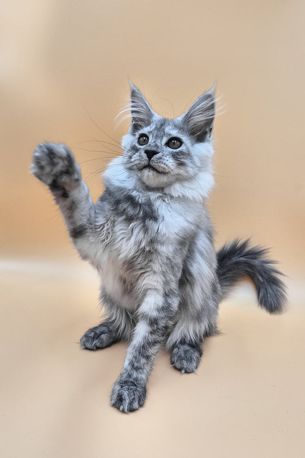 Hassana | Maine Coon Kitten