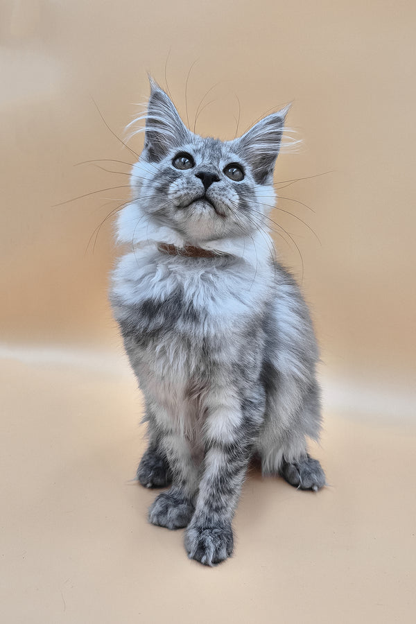 Hassana | Maine Coon Kitten