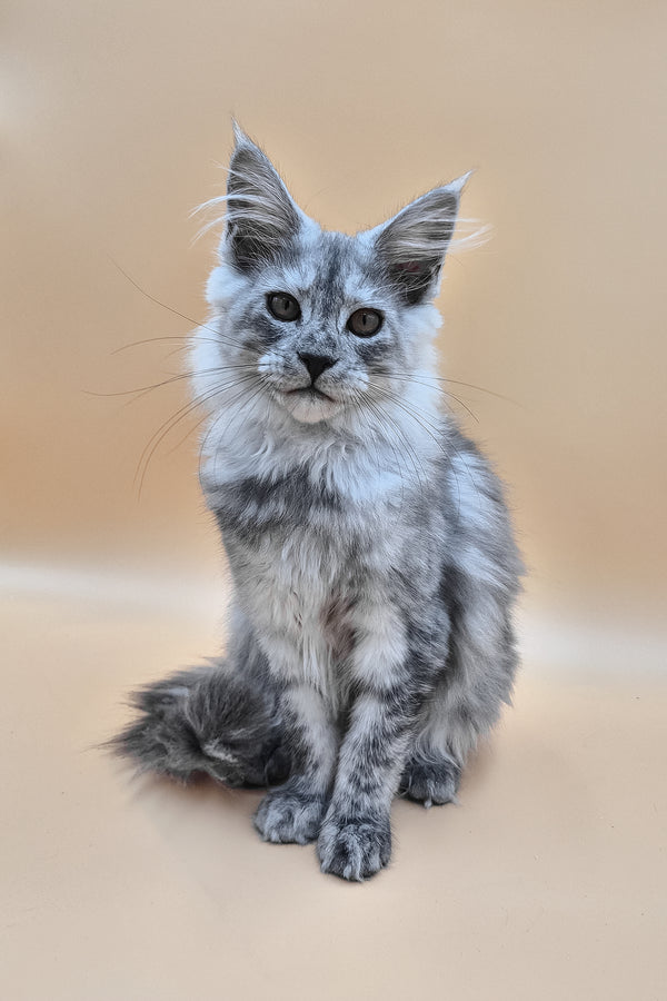 Hassana | Maine Coon Kitten