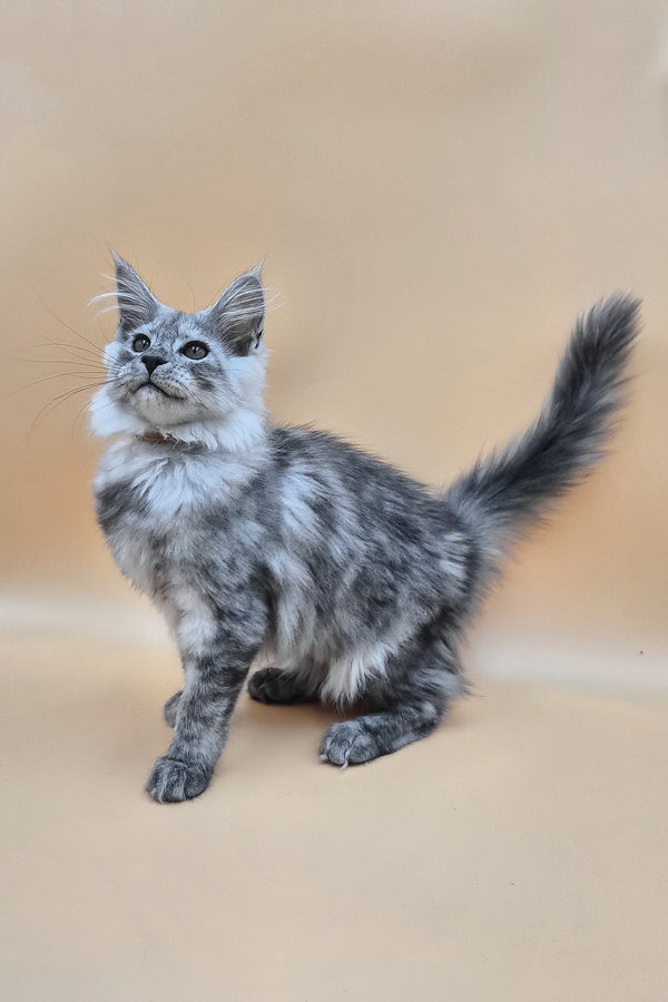 Hassana | Maine Coon Kitten