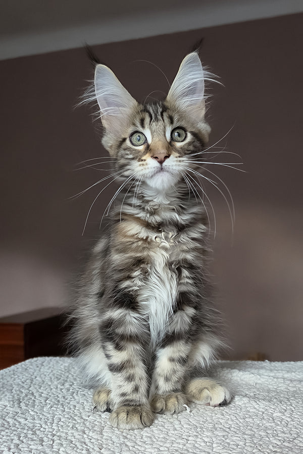 Hazel | Maine Coon Kitten