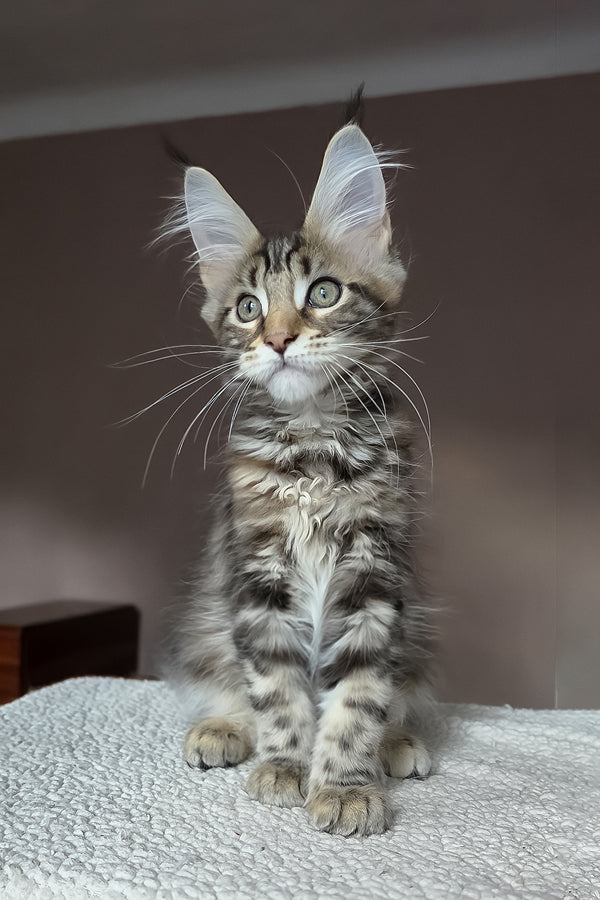 Hazel | Maine Coon Kitten