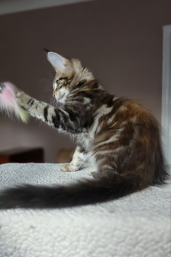 Hazel | Maine Coon Kitten