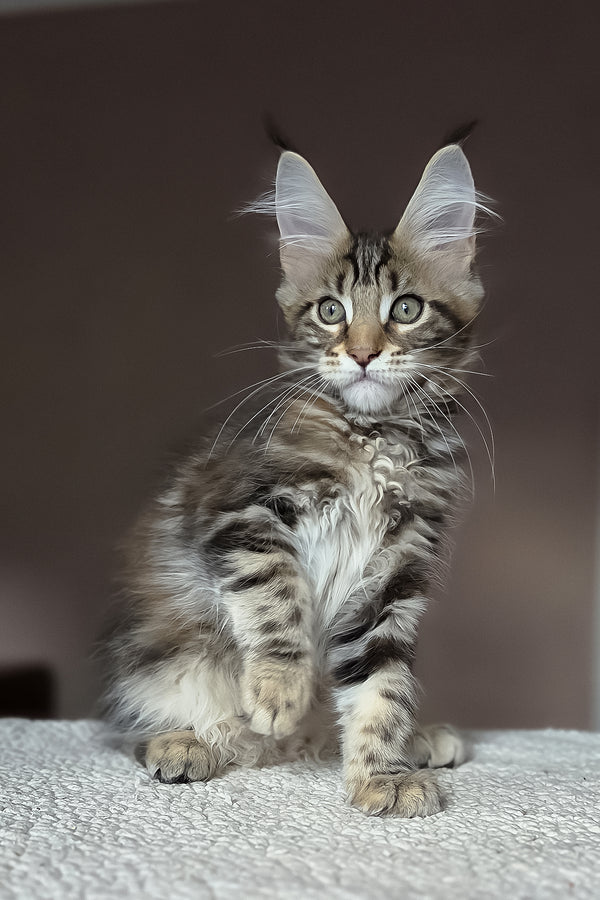 Hazel | Maine Coon Kitten