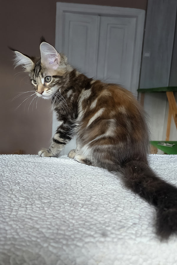 Hazel | Maine Coon Kitten