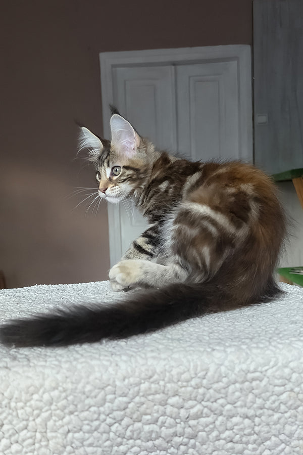 Hazel | Maine Coon Kitten