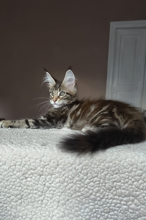 Hazel | Maine Coon Kitten